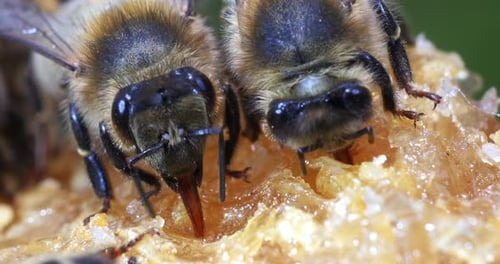 European Honey Bee, apis mellifera, black Bee Licking Honey, Hive in Normandy, Real Time 4K