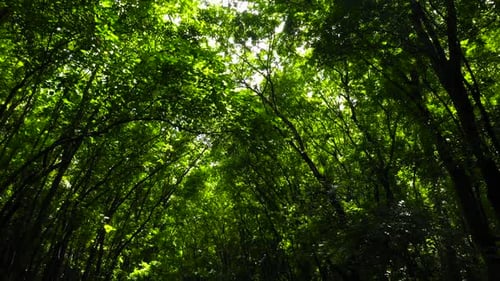 Green Forest Landscape