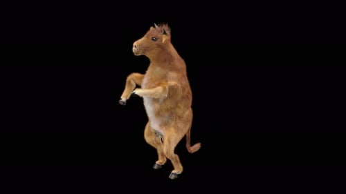 Funny Dancing Calf Animation for Celebrations