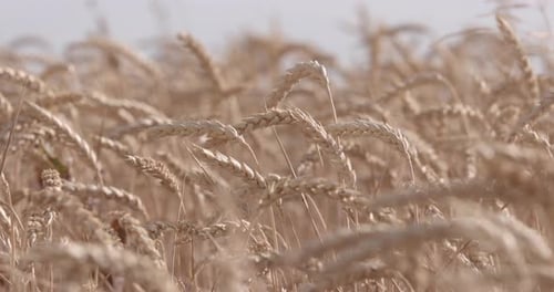 Field Of Yellow Ripe Ears Of Wheat