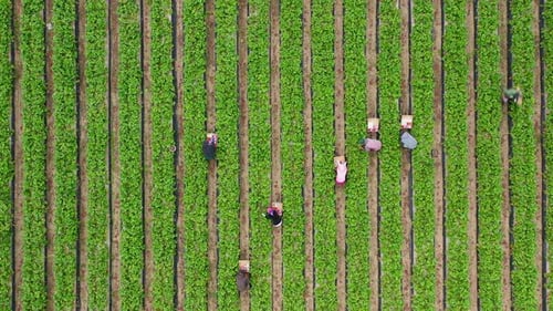 Aerial Shot of People Picking Up Fruits, USA. Beautiful Green Farm Field, USA