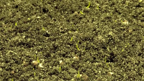 Wheatgrass Growing Time Lapse