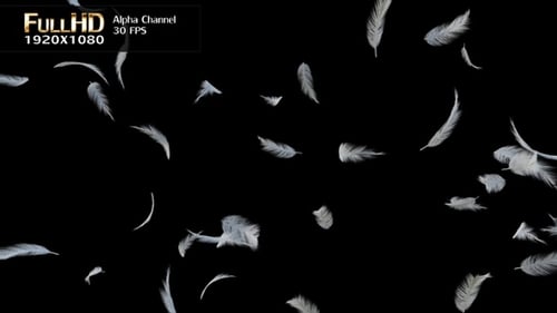 Gentle Falling White Feathers Seamless Loop Animation