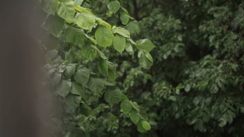 Regen und grüne Blätter ziehen den Fokus