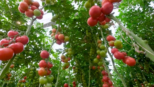Tomatoes Growing Abundantly Inside Greenhouse on Vines