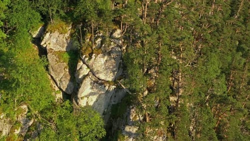 Pinienwald auf Klippe