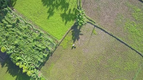 Drone Approaches Close To Man Working on Green Salad Field