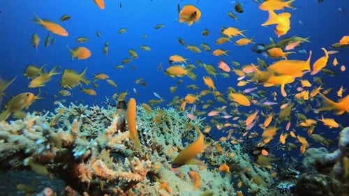 Coral Garden and Lionfish