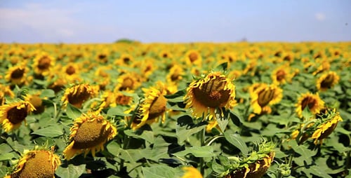 Field Of Sunflowers