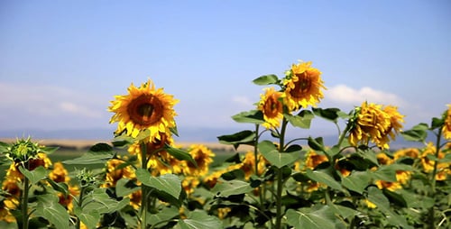 Scenic Sunflower Field on a Sunny Day