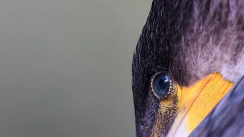Œil du grand cormoran (Phalacrocorax carbo). En gros plan