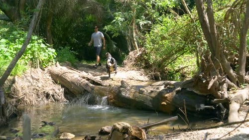 A man hiking with his dogs on a trail