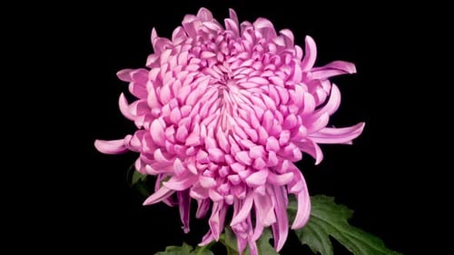 Close Up of a Pink Chrysanthemum Blossom