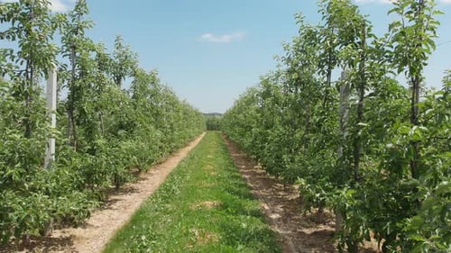 Apple Orchard, Rows of Apple Trees