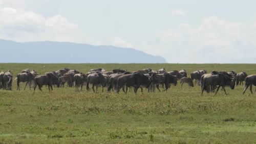 Gran cantidad de ñus durante la migración en el parque nacional del Serengeti, Tanzania