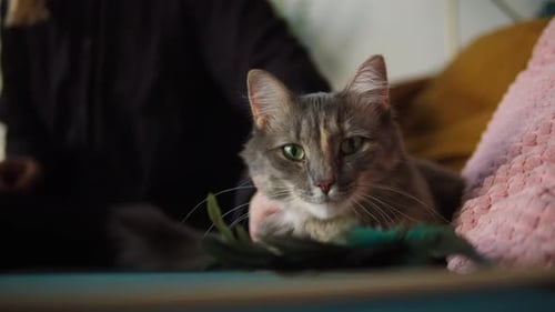 Gray Cat Resting on a Couch Being Petted