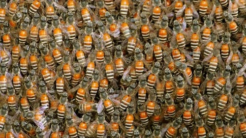 Closed-up shot of swarm of bees working on a honeycomb