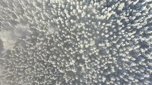 Blick von oben auf mit Neuschnee bedeckte weiße Fichten an einem sonnigen Wintertag in den Bergen, Tschechische Republik