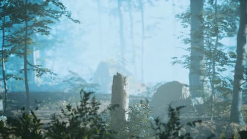 Panorama de la forêt verte par un matin froid et brumeux