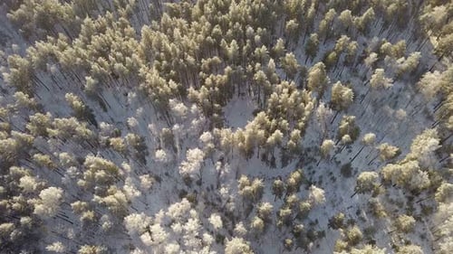 Winter Nature Forest