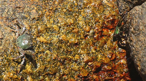 Crabes