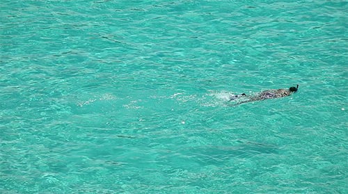 Snorkeling