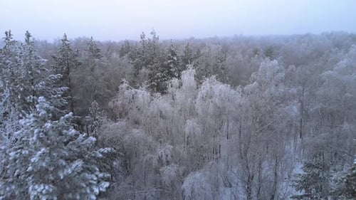 The tops of the trees in the white forest