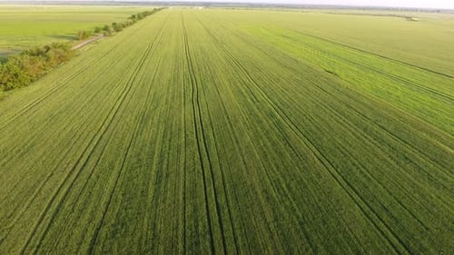 Aerial of the Boundless Green Wheat Agro Area From a High Flying Drone in Summer