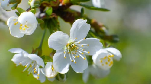 Cherry Blossom Tree Branch Flowers Blue Sky Summer Season Beautiful