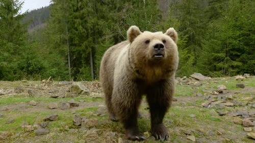 A Big Brown Bear in the Forest