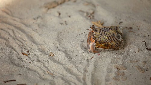 Hermit Crab