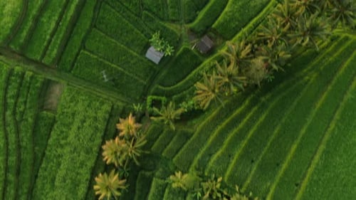 Luftaufnahme des Reisfeldes The Jatiluwih Terraces auf Bali