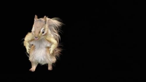 78 Chipmunk: Tanzen HD