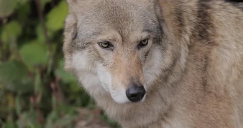 Gray Wolf Profile Close Up in Forest