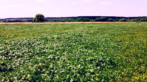 Aerial Drohne View Flug über ein Feld mit grünem Gras an einem sonnigen Sommertag