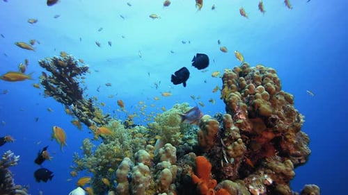 Underwater Happy Orange Fish