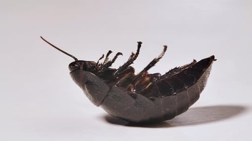 Madagaskar-Kakerlake stirbt auf weißem Hintergrund