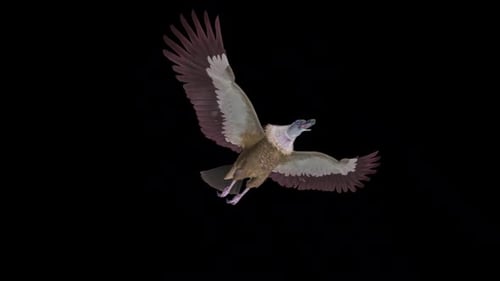 Asian Vulture - Himalayan Griffon - Flying Bird - Down Angle View - Transparent Loop