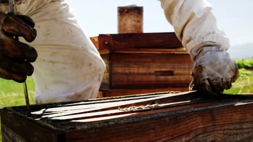 Beekeeper removing a honey frame from beehive