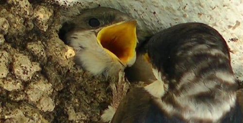 Swallow Feeding Chicks in Mud Nest