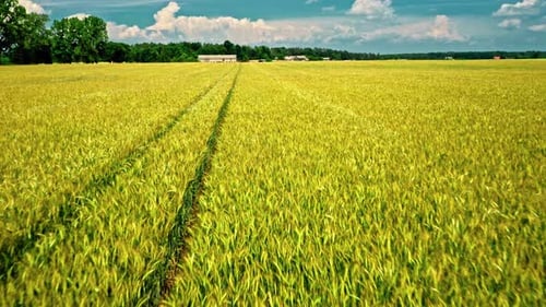 Golden fields of wheat. Aerial view of agriculture in Poland.