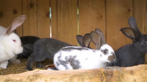 Group of Cute Rabbits in Wooden Pen