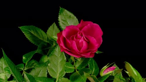 Magenta Rose Bloom on Black Background