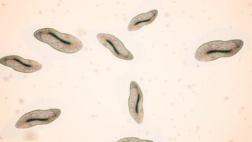 View of Some Bacteria