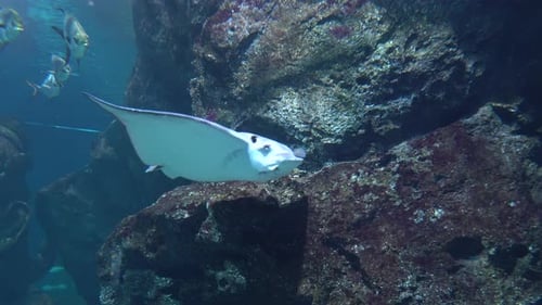Grande raie flottant gracieusement sur les corniches des rochers sous-marins en eau claire