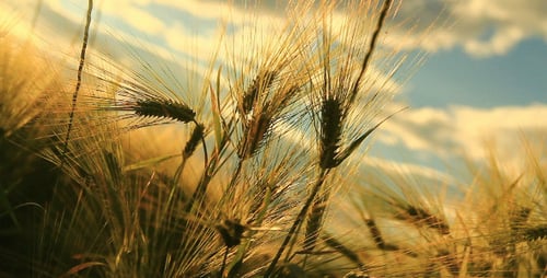 Golden Food