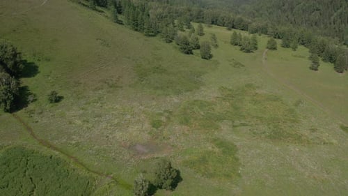 Mountains and green forest in Altai