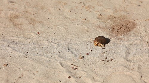 Hermit Crab