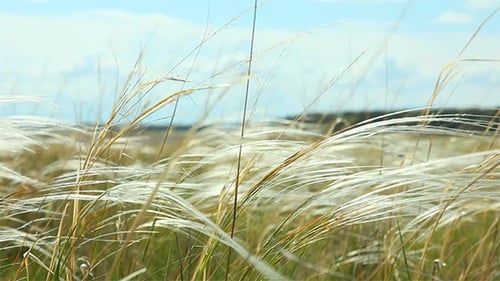 Gras mit Federn