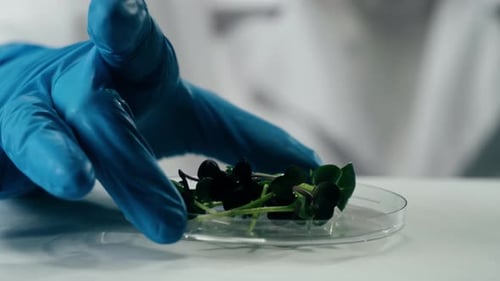 Lab Gloved Hand Placing Plant Petri Dish